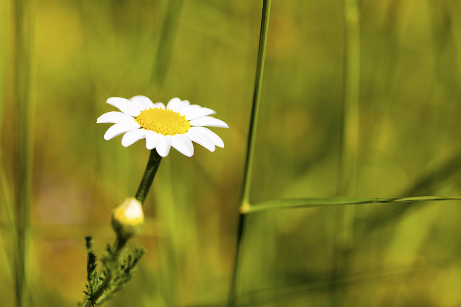 Up Movie Photograph - Chamomile Flower by Marc Garrido