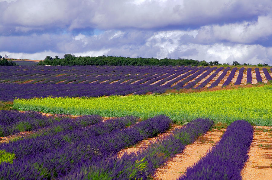 Lavender Fields Photograph - Champs de Lavande by John Galbo