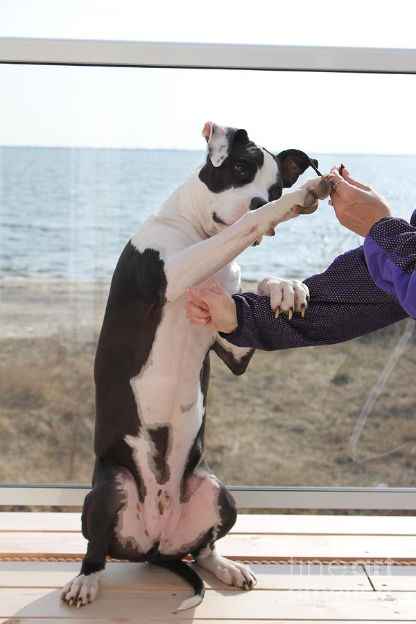 Chances High Five Photograph by Scenesational Photos Chances High Five Photograph by Scenesational Photos