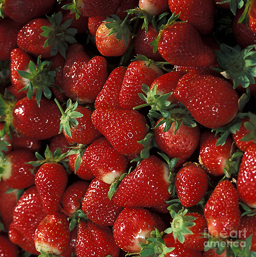 Chandler Strawberries Photograph by Photo Researchers