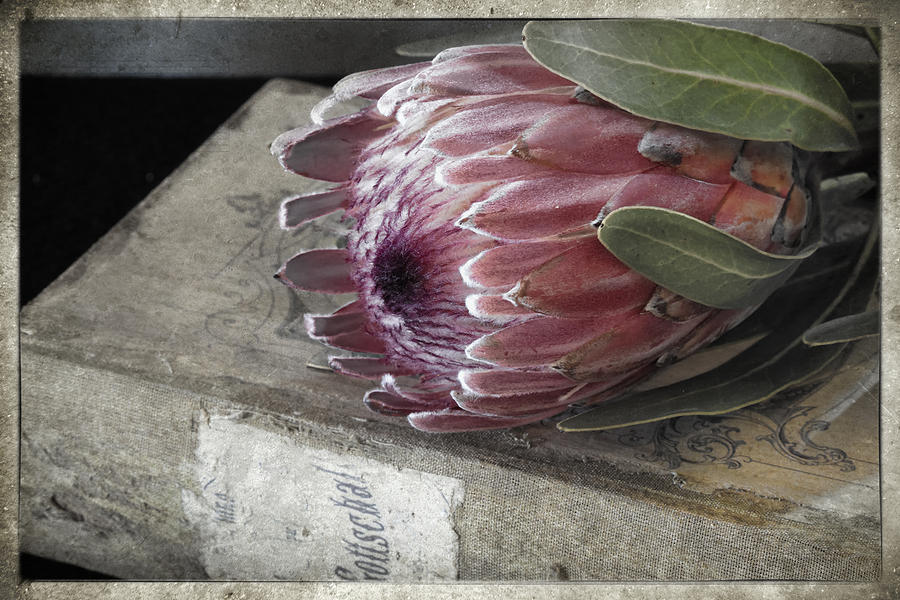Orchid Photograph - Protea Still Life by Linda Dunn