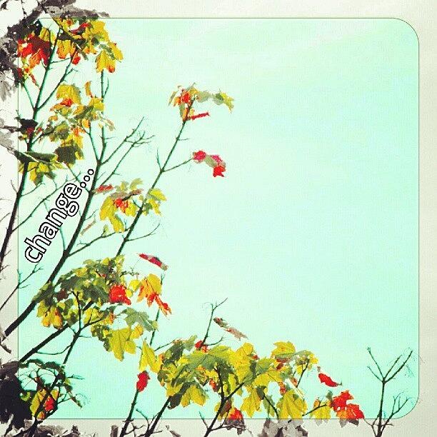 Nature Photograph - #change... #autumn #leaves #maple by Linandara Linandara