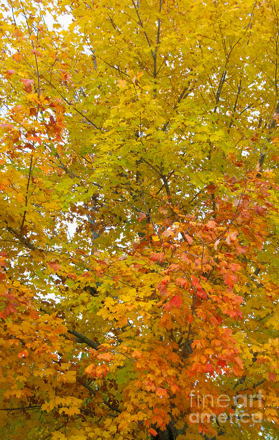 Autumn Leaves Photograph - Changing Colors 3983 by Charles Ridgway Autumn Leaves Photograph - Changing Colors 3983 by Charles Ridgway