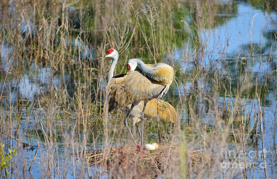 Crane Photograph - Changing of the Guards 2 by Lynda Dawson-Youngclaus
