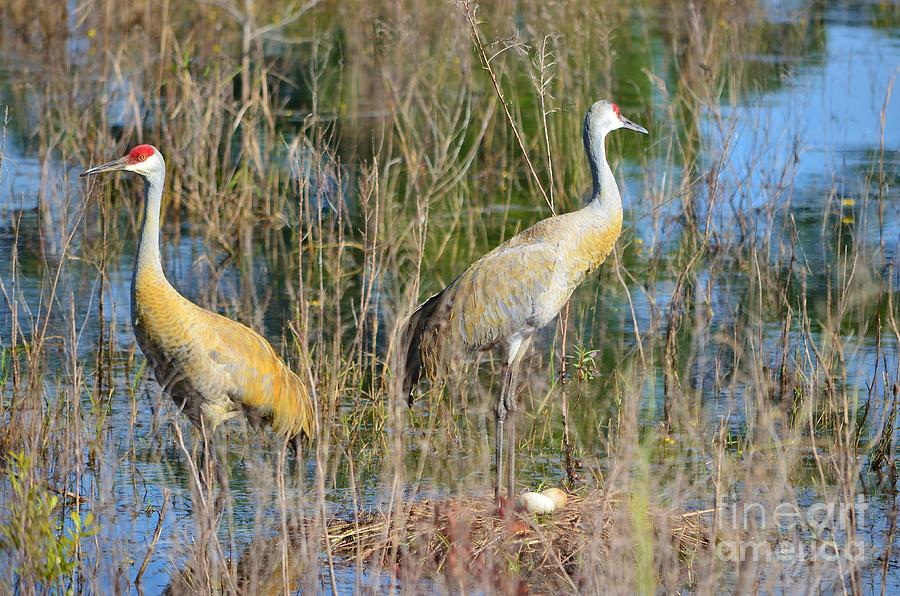 Crane Photograph - Changing of the Guards by Lynda Dawson-Youngclaus