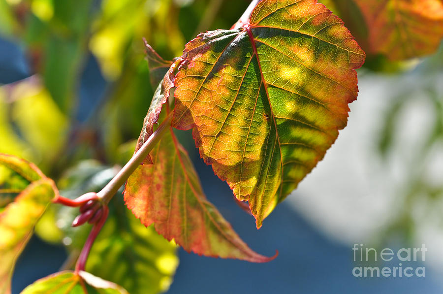 Changing Seasons  Photograph by Elaine Manley