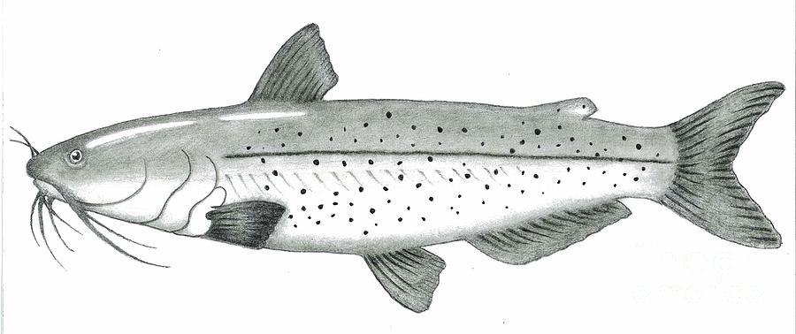 Fish Drawing - Channel Catfish by Glenn Strickland