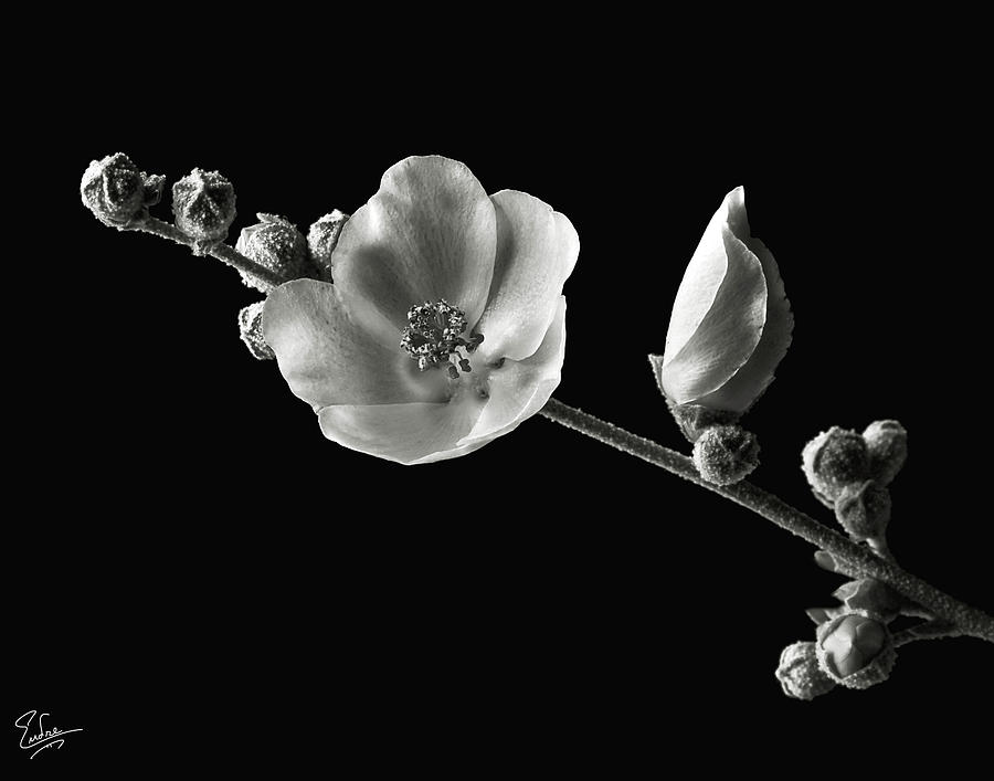 Chaparral Mallow in Black and White Photograph by Endre Balogh
