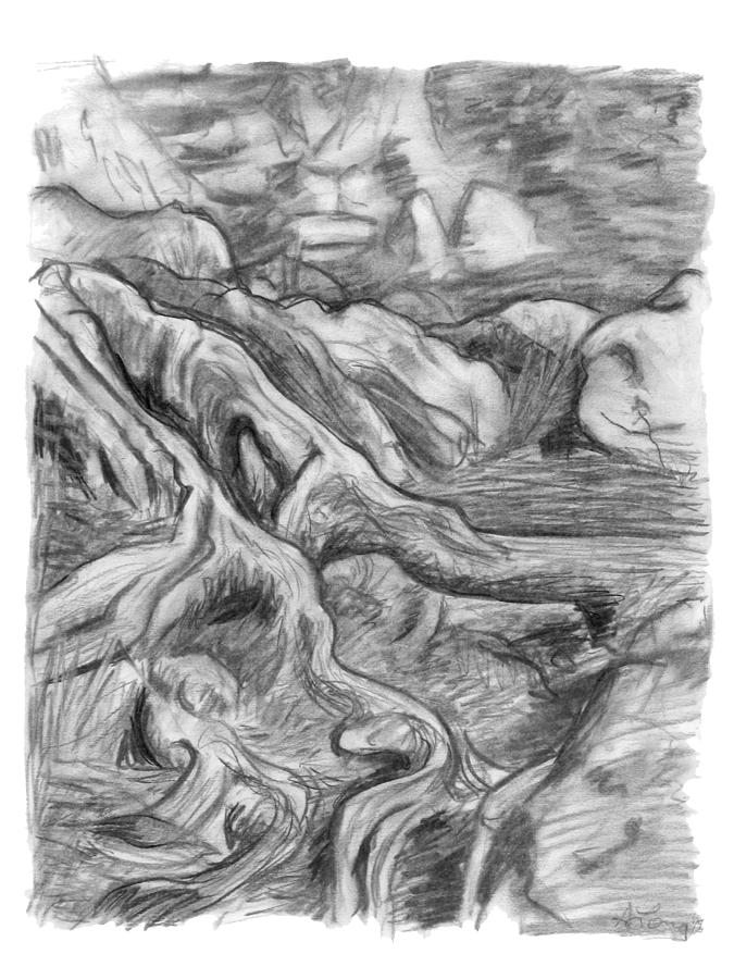 Black And White Drawing - Charcoal drawing of gnarled pine tree roots in swampy area by Adam Long