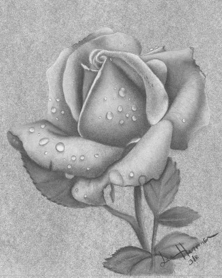 Charcoal Rose Photograph by Lee Herman