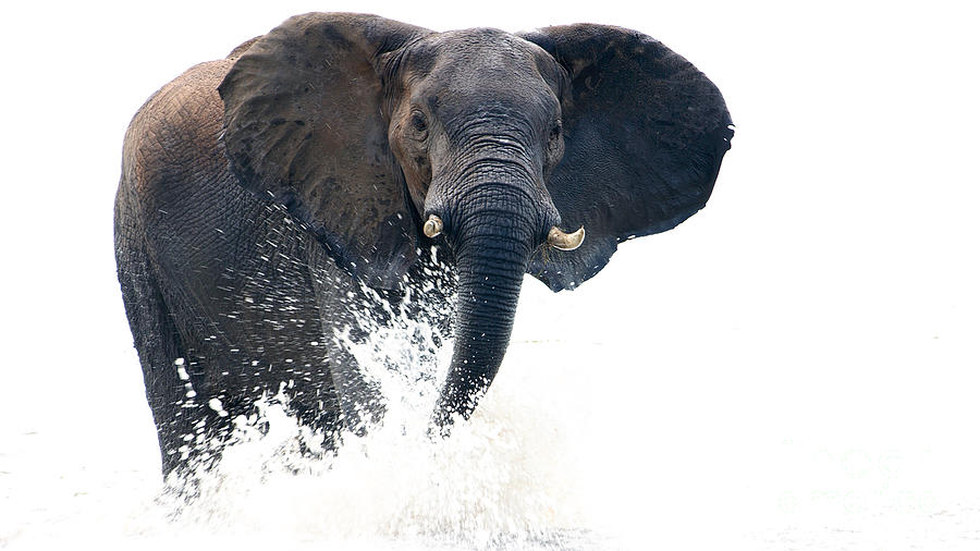 Charging Elephant Photograph by Mareko Marciniak