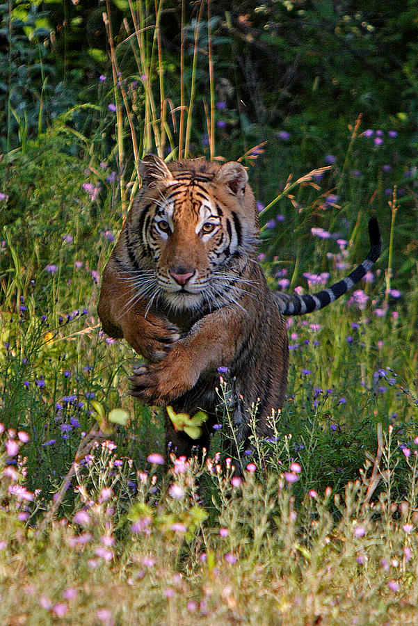 Wildlife Photograph - Charging Tiger by Denny Bingaman