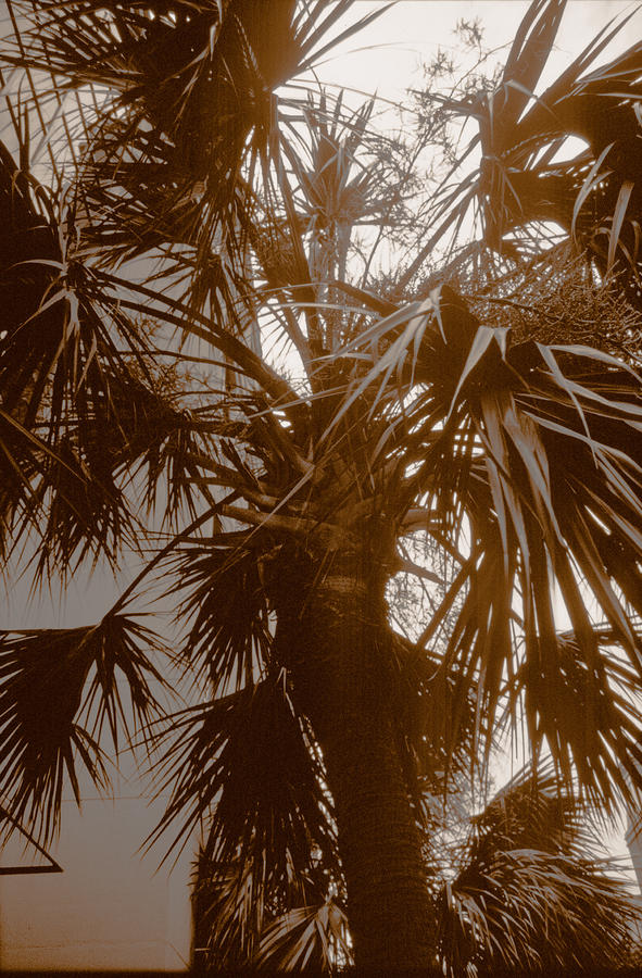 Charleston Palm Tree Photograph by Emery Graham