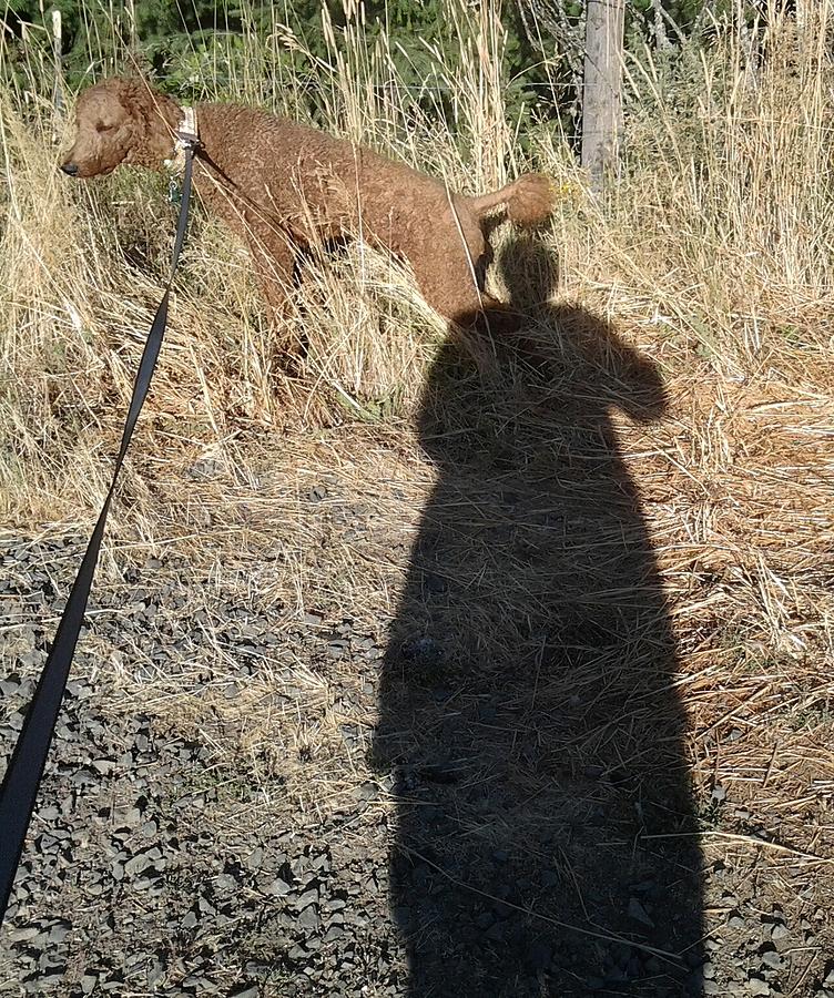 Charlie And The Shadow Photograph by Debbi Saccomanno Chan