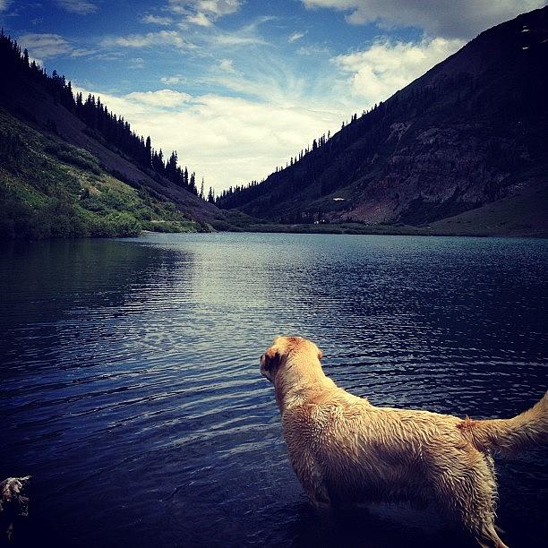 Charlie Enjoying The Lake Photograph by Ashton L