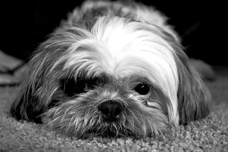 Dog Photograph - Charlie by Susan Morris