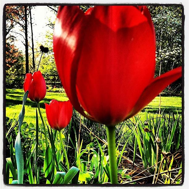 Tulip Photograph - Charlottes Tulips by Rex Pennington