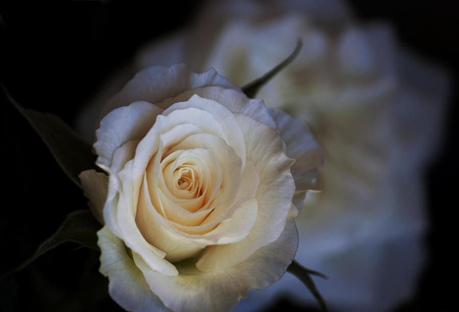 Charm White Rose Photograph by Ivete Basso Photography