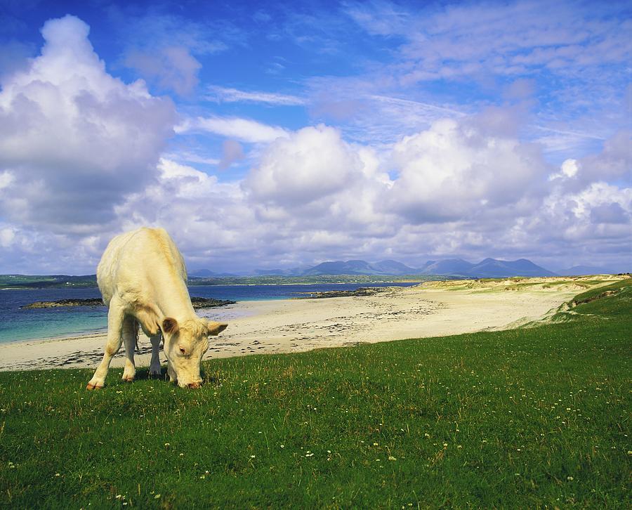 Beach Photograph - Charolais Cow, Mannin Bay, Co Galway by The Irish Image Collection 