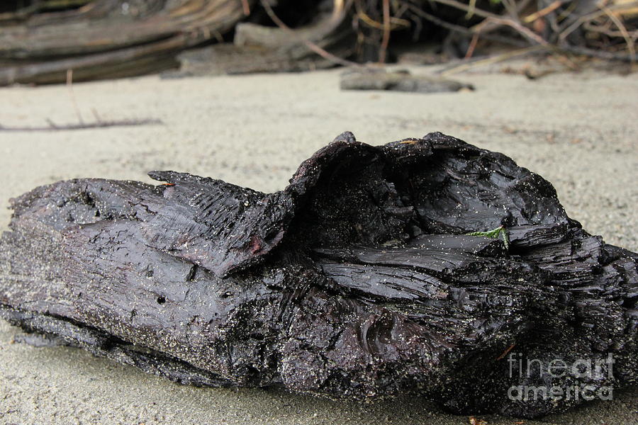 Beach Photograph - Charred Driftwood by Nancy Chilcott