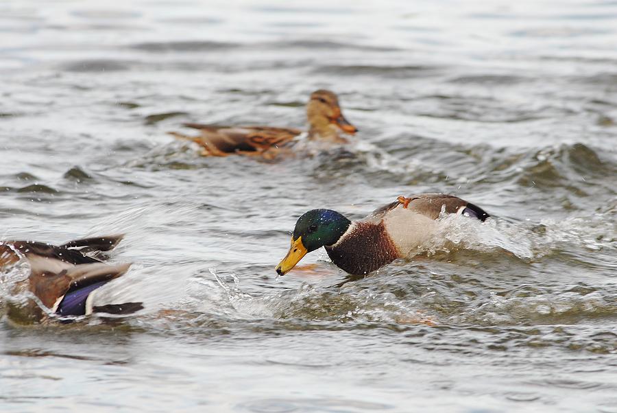 Duck Photograph - Chase by David Campione