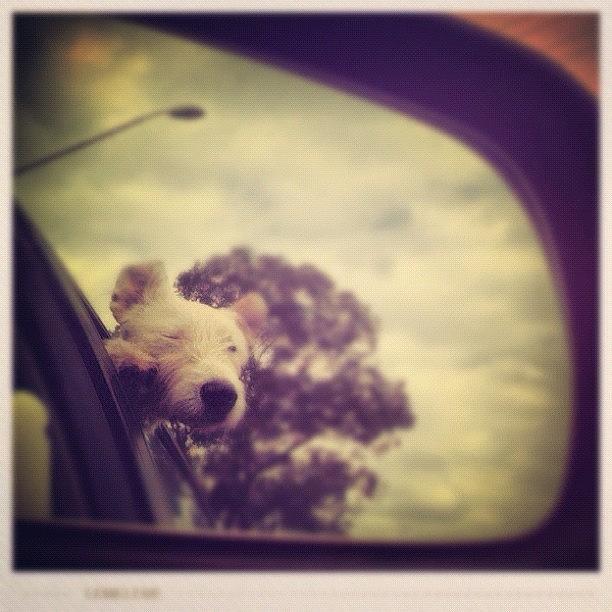 Animal Photograph - Chase Enjoying The Wind #dog #puppy by Luke Fuda