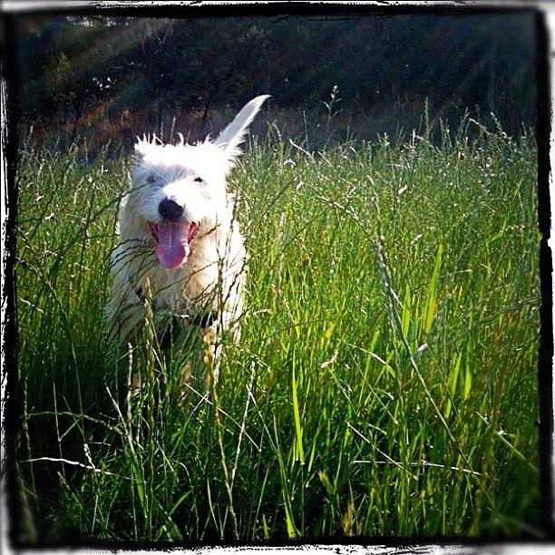 Dog Photograph - Chases Little Ray Of Sunshine #fuda by Luke Fuda