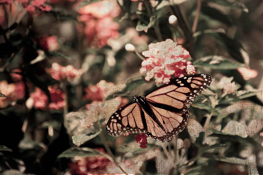 Chasing Butterflies Photograph by Trish Tritz