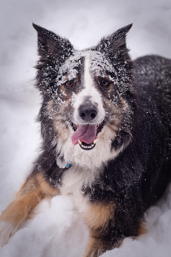 Chasing the Snow Photograph by Joye Ardyn Durham