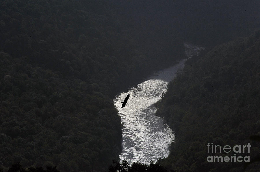Cheat River Gorge Photograph by Dan Friend