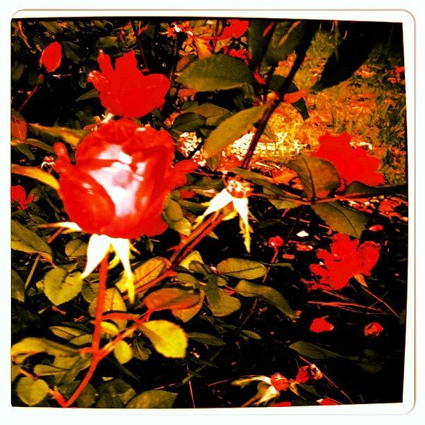 Summer Photograph - Check Out My Rose Garden #flowers by Alicia Greene