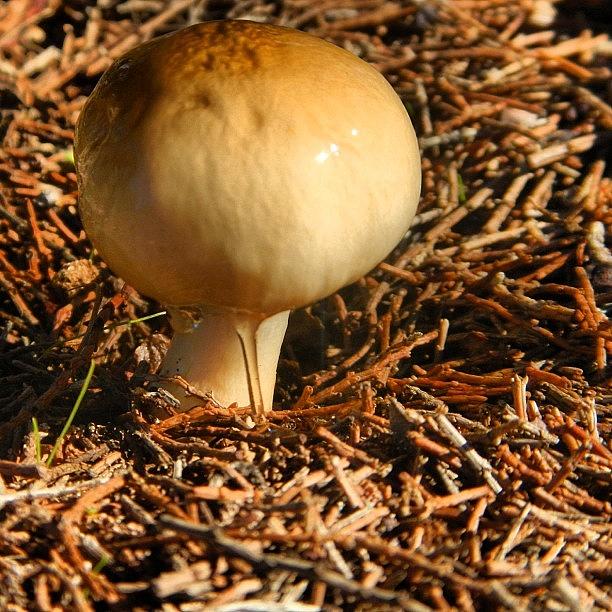 Nature Photograph - Check Out The Goop On This Mushroom by Rhys Moult