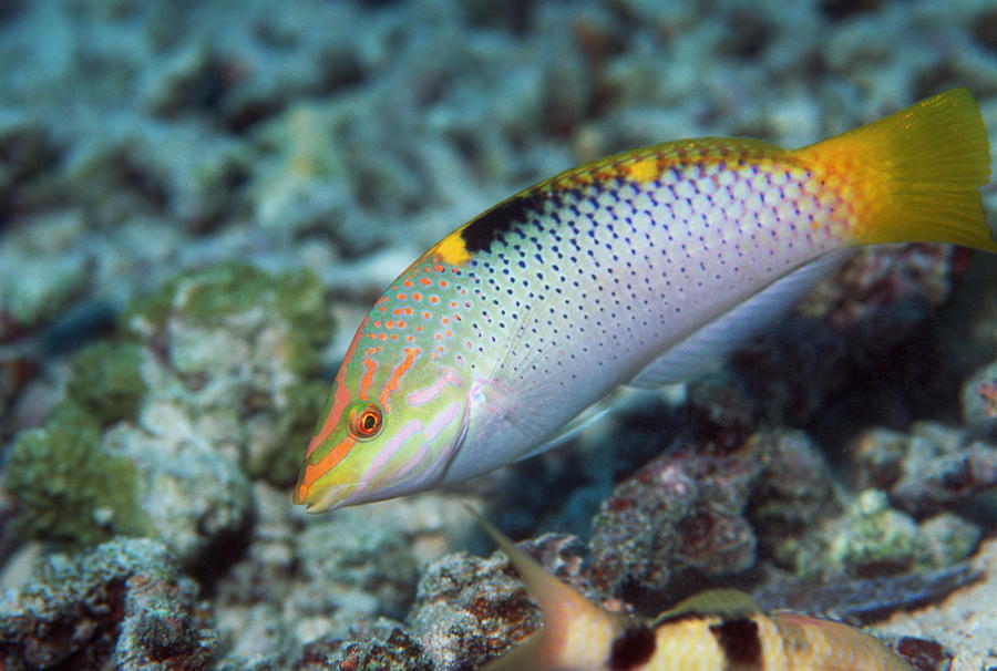 Checkerboard Wrasse Photograph by Georgette Douwma