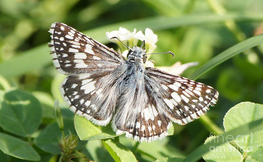 Checkered Skipper on Clover 1 Photograph by Robert E Alter Reflections of Infinity