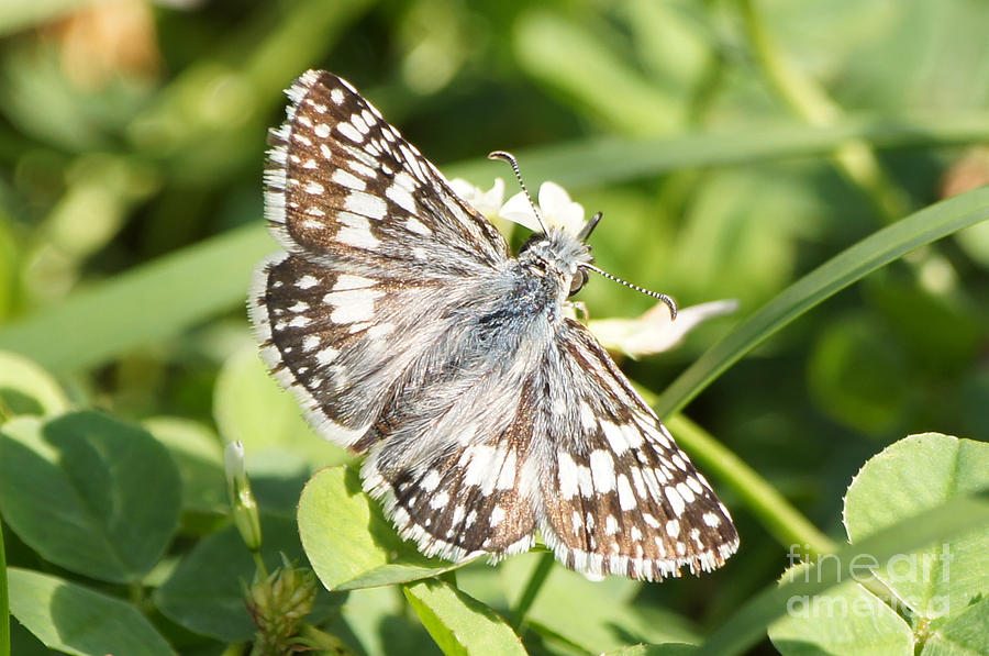 Butterfly Photograph - Checkered Skipper on Clover 2 by Robert E Alter Reflections of Infinity