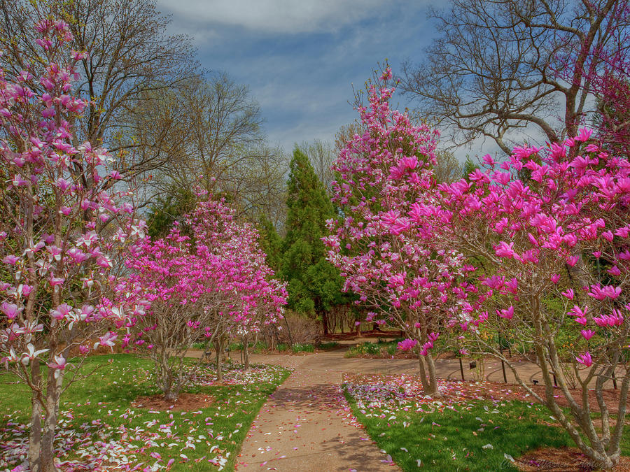 Magnolia Movie Photograph - Cheekwood Gardens by Charles Warren