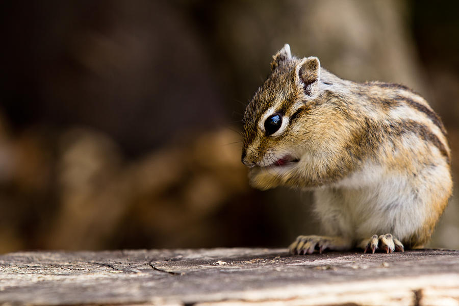 Nature Photograph - Cheeky Chipmunk by Justin Albrecht