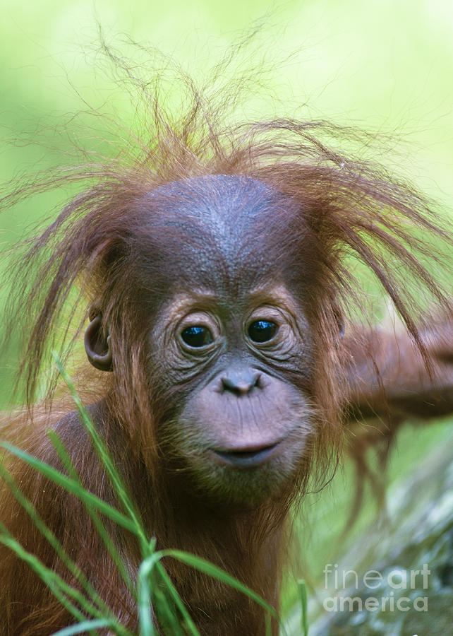 Orangutan Photograph - Cheeky monkey by Andrew  Michael