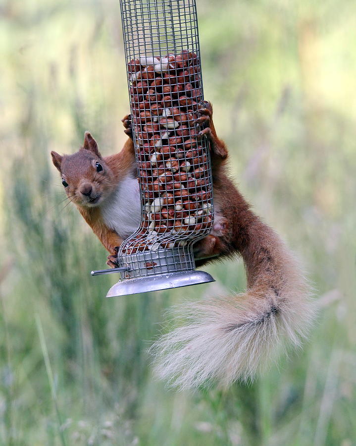 Cheeky Red Squirrell Photograph by Tom Gallacher - Fine Art America