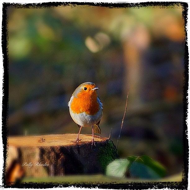 Feather Photograph - Cheeky Robin Redbreast #robin by Polly Rhodes