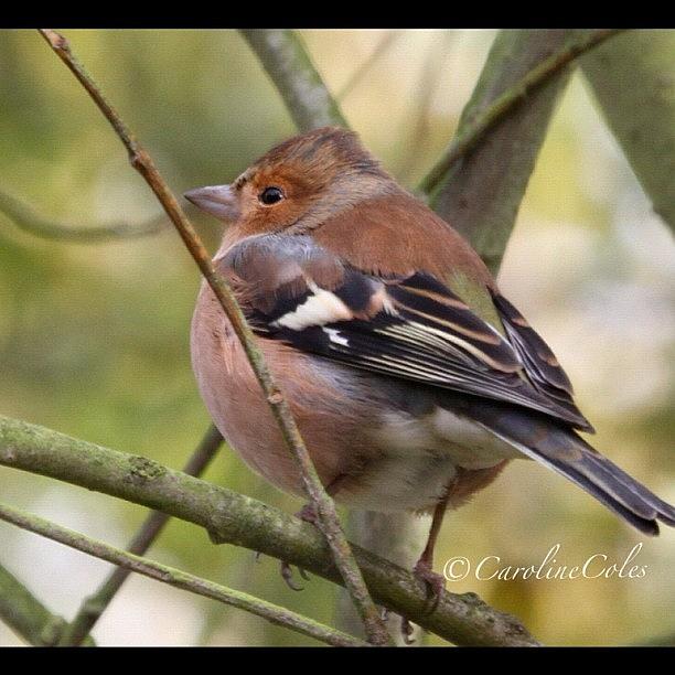 Ornithology Photograph - Cheerful Chaffinch All Fluffed Up by Caroline Coles