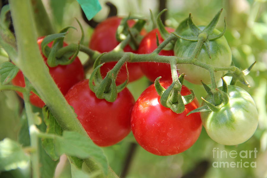 Cherry Tomatoes Photograph - Cheery Tomatoes by Sandra Presley