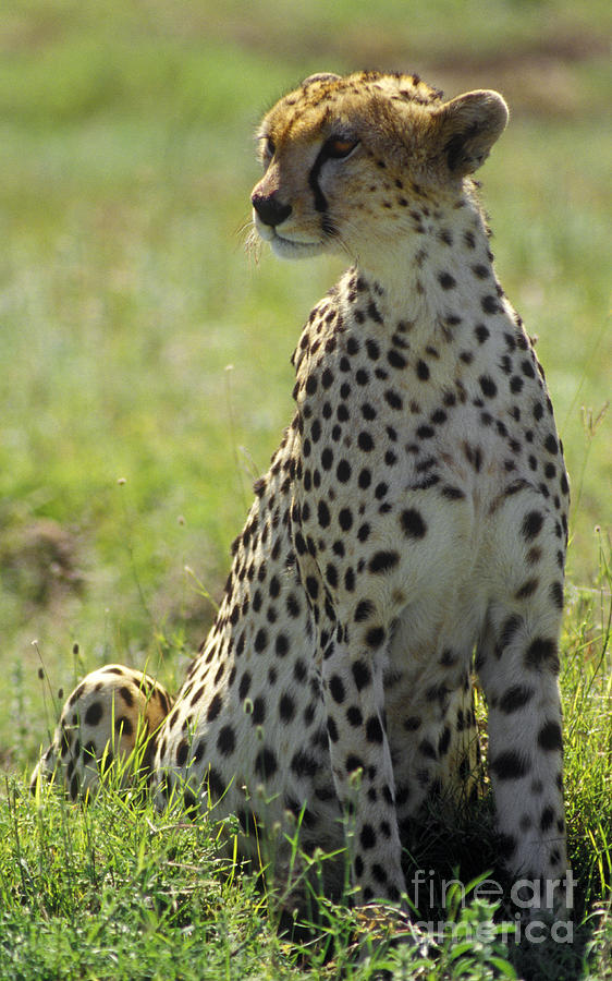 Cheetah - Serengeti Plains Photograph by Craig Lovell