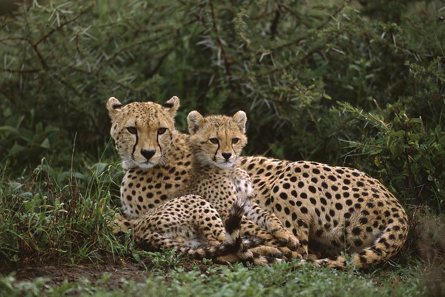 Cheetah 5 Month Old Cub Snuggled Photograph by Suzi Eszterhas