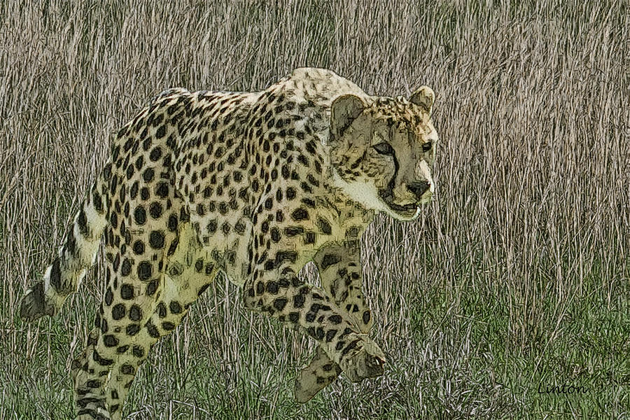 Wildlife Digital Art - Cheetah 6 by Larry Linton