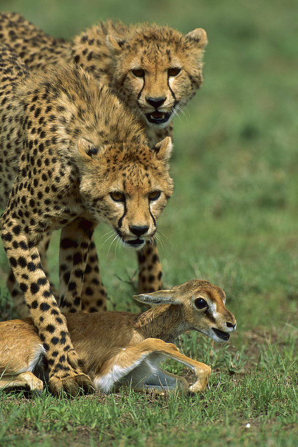 Cheetah 8 Month Old Cub Learning Photograph by Suzi Eszterhas