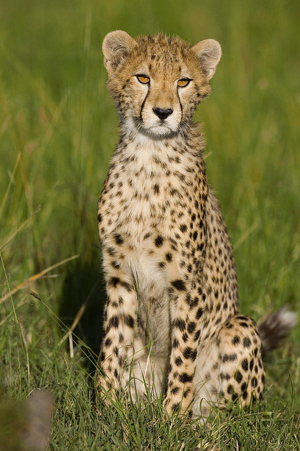 Cheetah 9 Month Old Cub Masai Mara Photograph by Suzi Eszterhas
