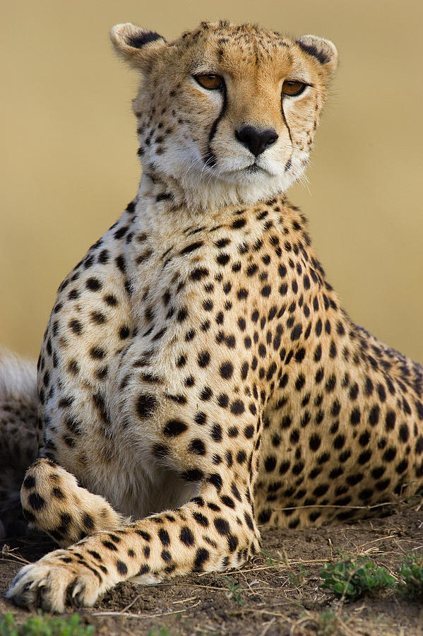 Cheetah Acinonyx Jubatus Adult Female Photograph by Suzi Eszterhas