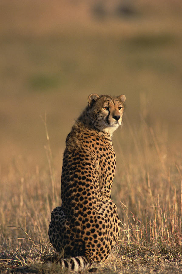 Cheetah Acinonyx Jubatus Portrait Photograph by Gerry Ellis