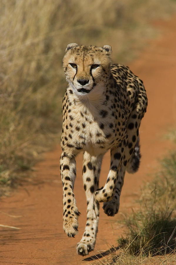 Cheetah Acinonyx Jubatus Rescued Photograph by Suzi Eszterhas